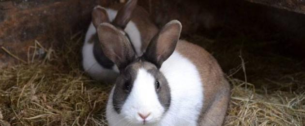 Советы начинающим по разведению кроликов. Выращивание кроликов на мясо в домашних условиях Разведение кроликов как