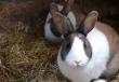 Выращивание кроликов на мясо в домашних условиях Разведение кроликов как