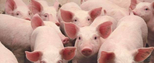 Особенности разведения свиней в домашних условиях. Прибыльный бизнес в домашних условиях – выращивание свиней