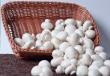 Организация бизнеса по выращиванию грибов шампиньонов в домашних условиях