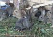 Разведение кроликов как бизнес Бизнес план кроличья ферма